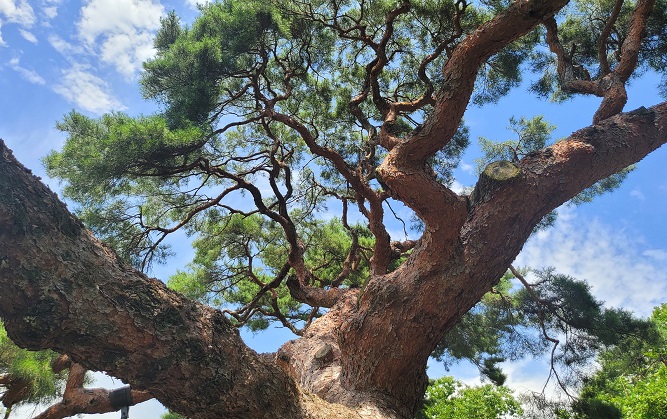 Eerie Tree from Drama Series ‘Revenant’ Draws Growing Visitors