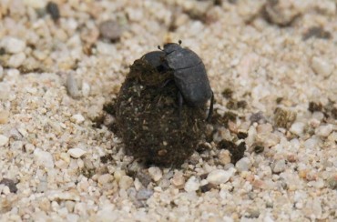 South Korea Initiates Project to Recover Rare Dung Beetles