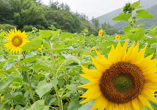 Taebaek Sunflower Festival Opens This Friday