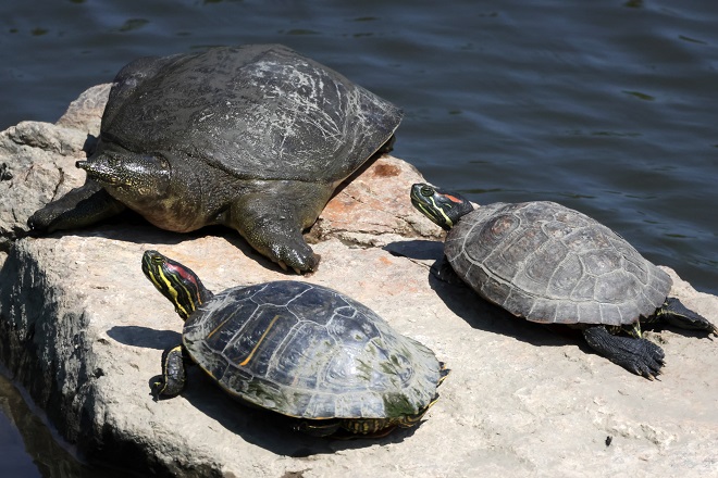 Invasive Red-eared Turtles Appear in Gangneung