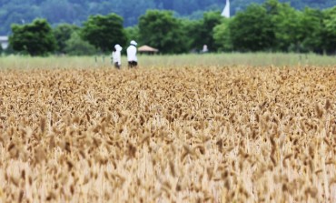 S. Korea’s Barley Output Down 1.1 pct This Year amid Frequent Rains: Data