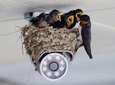 Swallow Family Captures Attention with CCTV Nesting