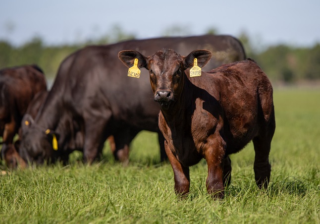 Vytelle Expands to Brisbane, Australia with Sixteenth Global Bovine In Vitro Fertilisation Laboratory