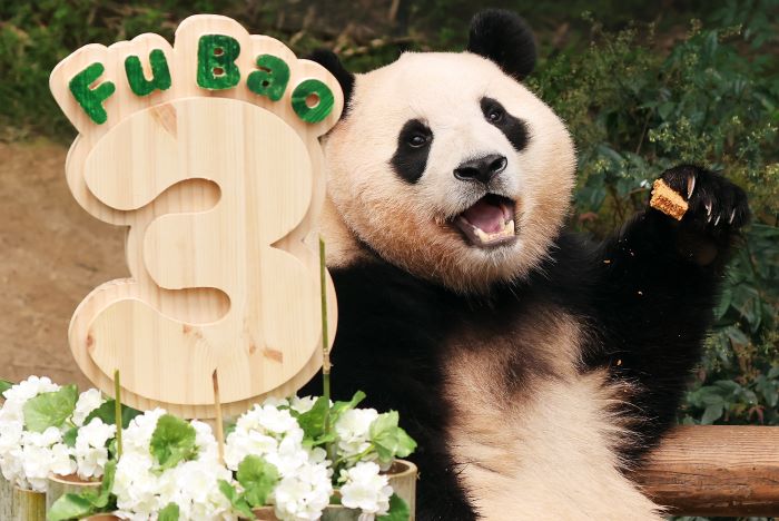 Fu Bao Celebrates Third Birthday Amidst Heartfelt Farewell