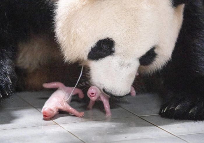 Inspiring Birth of Twin Pandas and Heartwarming Bond with Keeper Capture Public’s Attention