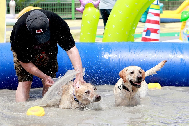 Boryeong Mud Festival Runs Mud Pools for Pet Dogs