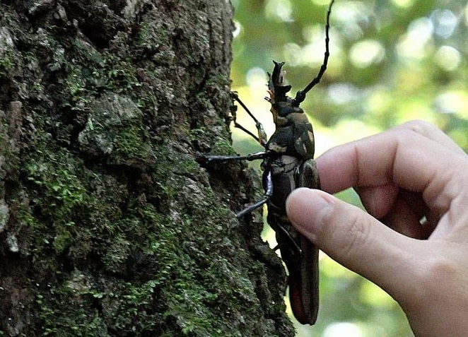 Korea National Arboretum Releases Long-horned Beetles into the Wild