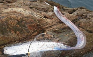 Oarfish Found in S. Korea’s West Sea for First Time
