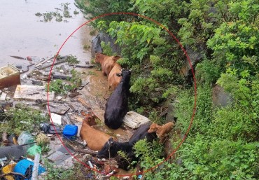 Cows Stranded After Heavy Rainfall are Safely Rescued