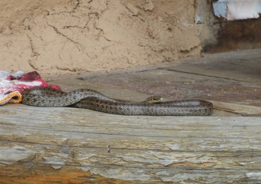 Snakes Escape to the City, Away from Summer Heat