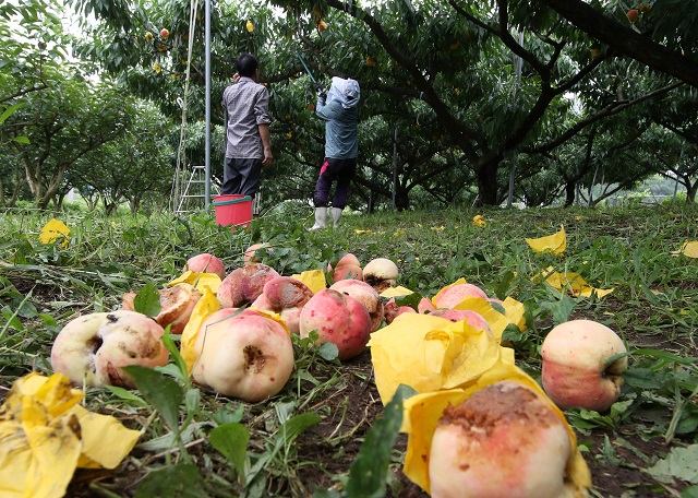 Farmers collect peaches that fell amid days of heavy rain for discarding in an orchard in Hwasun, about 280 kilometers south of Seoul, on July 25, 2023. (Yonhap)