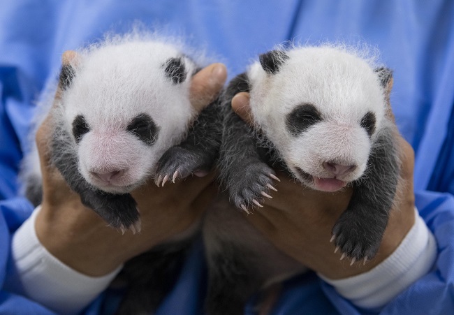 Everland Celebrates One-month Milestone of Twin Giant Pandas with Adorable Photos