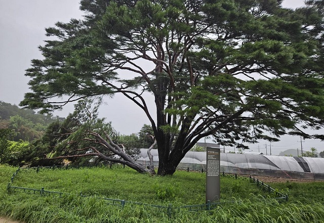 Natural Monument Pine Tree Damaged in Typhoon