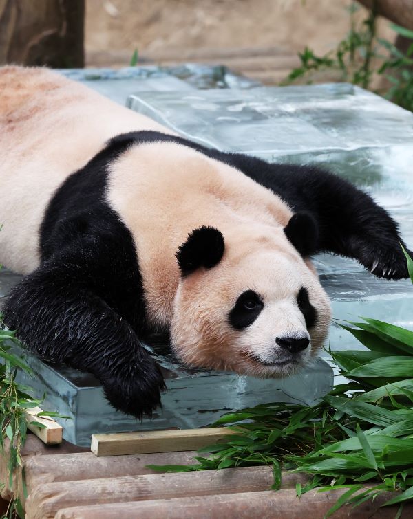 Little panda Fubao, the older sister of twin pandas, lies on an ice flat prepared by her keepers. 