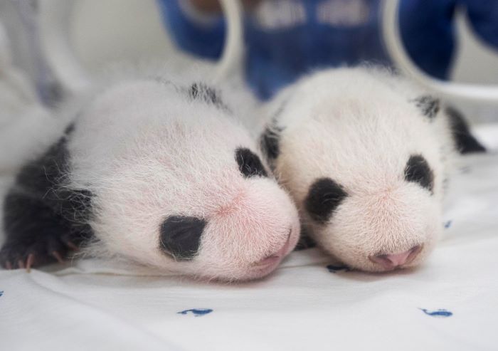 twin panda_sibling to Fu Bao_0112.png