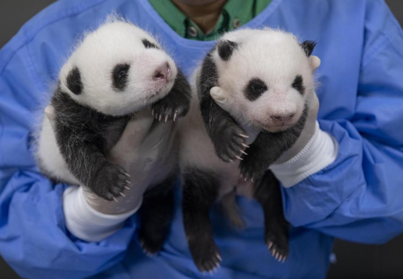 Panda Maternal Magic: Ai Bao and Adorable Twin Cubs Make TIME’s Top 100 Photos of 2023