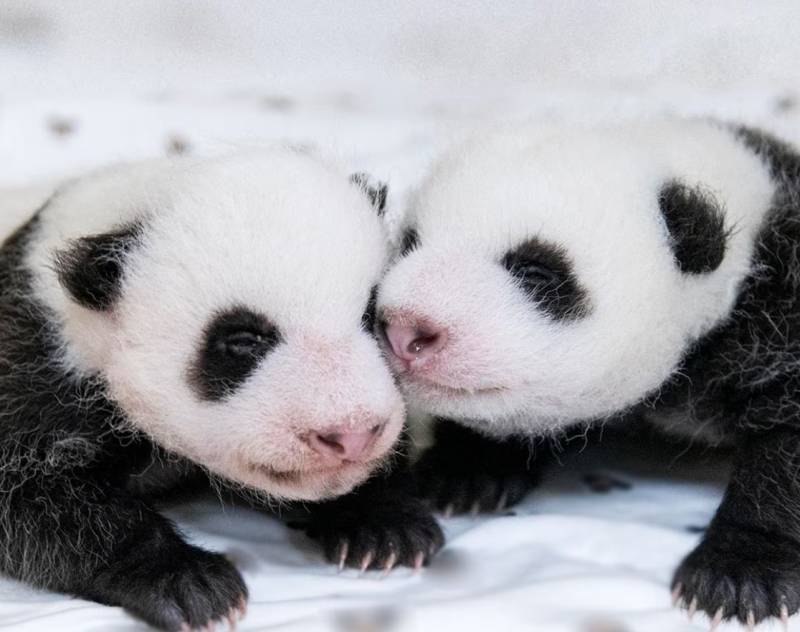 Everland’s Twin Panda Naming Contest: Unveiling the Adorable Duo’s Future Names!