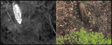 NIBR Develops New Drone Detection Technology to Examine Wild Boar Habitats