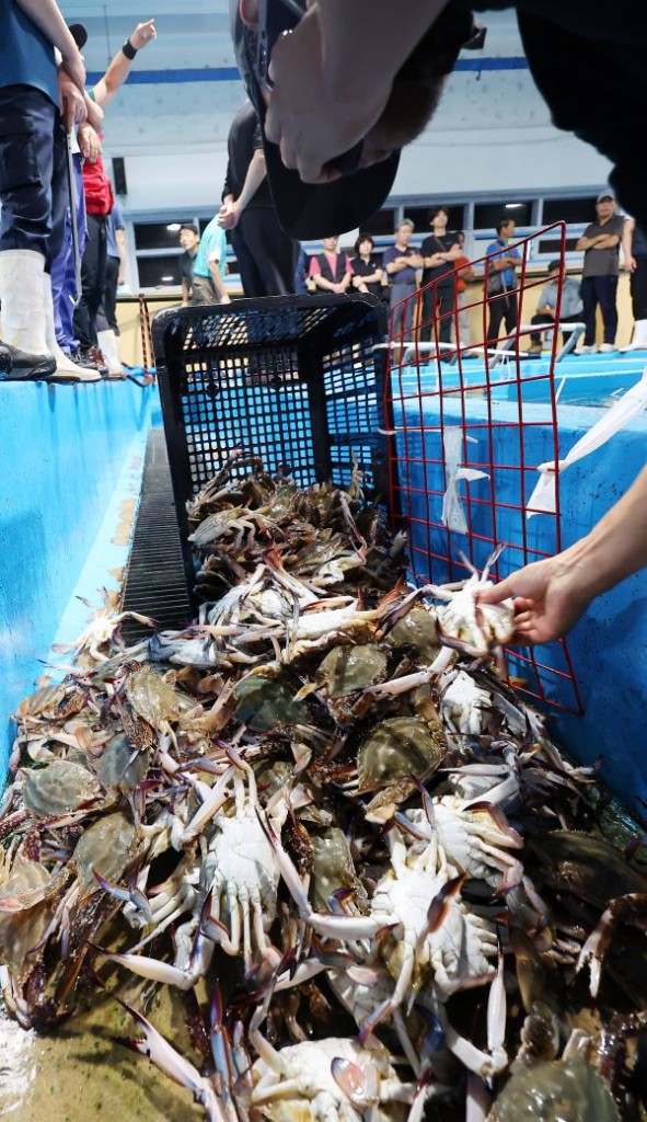 Blue crabs rank among South Korea's top seafood delicacies. Traders transport prized Yeonpyeong Island blue crabs, acquired through public auctions at a fishery cooperative in Jung-gu, Incheon, on the morning of September 11th, marking the official commencement of the fall blue crab season. (Yonhap)