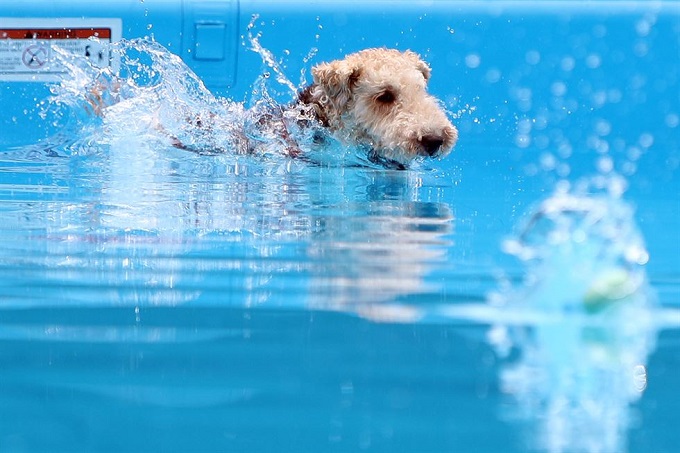Seoul’s First Public Dog Pool to Open at Han River Park