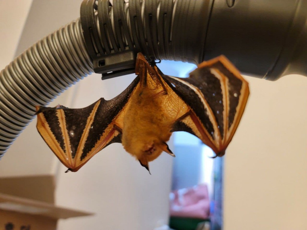 In 2020, a golden bat made headlines when it was found in a cafe on Jeju Island. It was rescued by the Jeju Wildlife Rescue Center at Jeju University and released at Gwaneumsa Temple on Hallasan Mountain. 