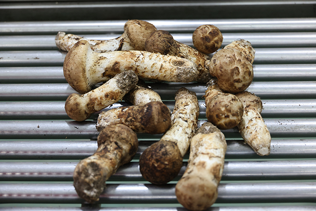 The price of matsutake mushrooms from Gangwon Province, renowned for their exceptional quality, is skyrocketing as the Chuseok holiday approaches. (Image courtesy of Yonhap News)
