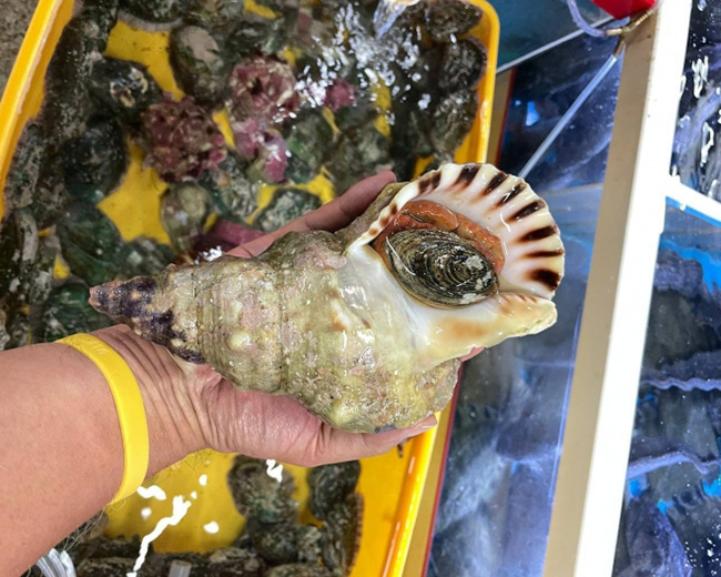 The Triton shell, the largest univalve shell, holds the status of a first-grade endangered species and is nationally protected. (Image courtesy of NPCN)