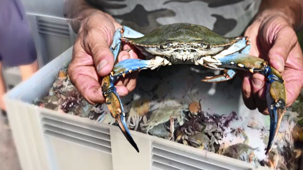 The blue crab is originally native to the western Atlantic Ocean, but rising water temperatures have facilitated their spread to the Mediterranean coast, including Italy and Spain. Scientists estimate that they can lay up to two million eggs annually. (Image courtesy of Yonhap)