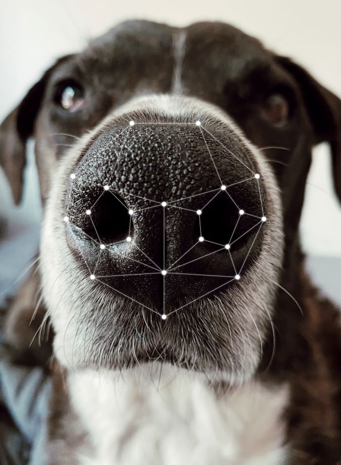 Dogs possess their own distinctive nose marks, which prove to be more precise than both iris or DNA identification methods. (Image courtesy of Changwon-si)
