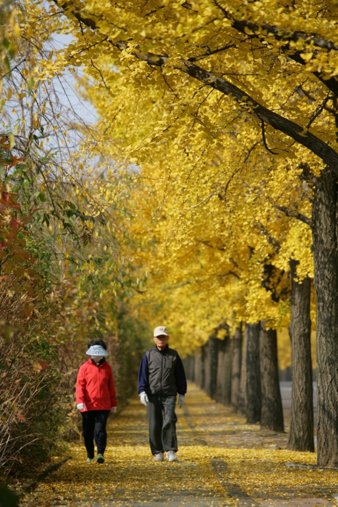 ginkotree_03