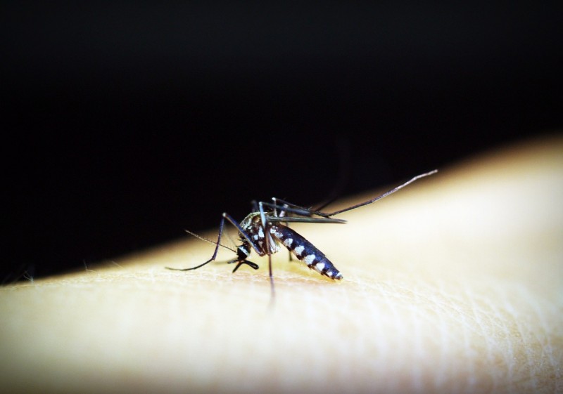 Purdue Researcher Awarded $1.3 Million for Malaria Drug Trials in Southeast Asia and Africa