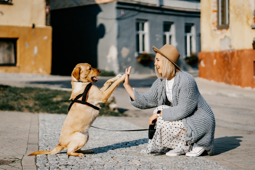 Animal-assisted therapy, also recognized as pet therapy, is a growing trend across the globe. It employs dogs and various other animals, including horses, to assist individuals in their recovery from both physical and mental health conditions. (Image courtesy of Pixabay)