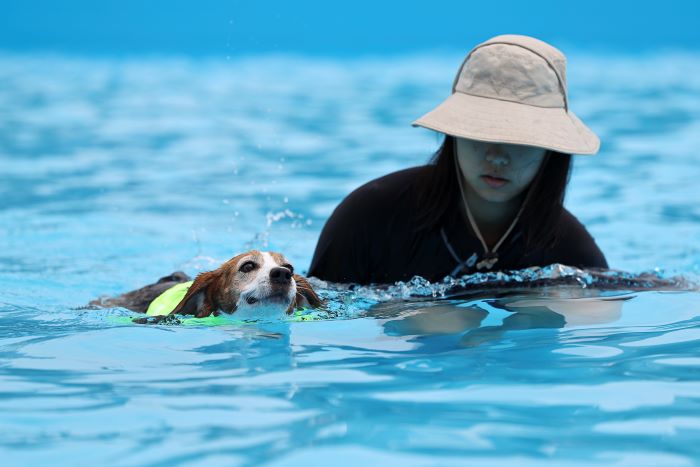 public dog pool 5