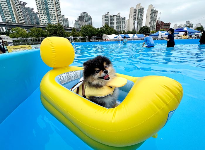 Seoul’s Public Dog Pool Makes a Splash with Over 1,800 Happy Canines and 2,500 Pet Owners