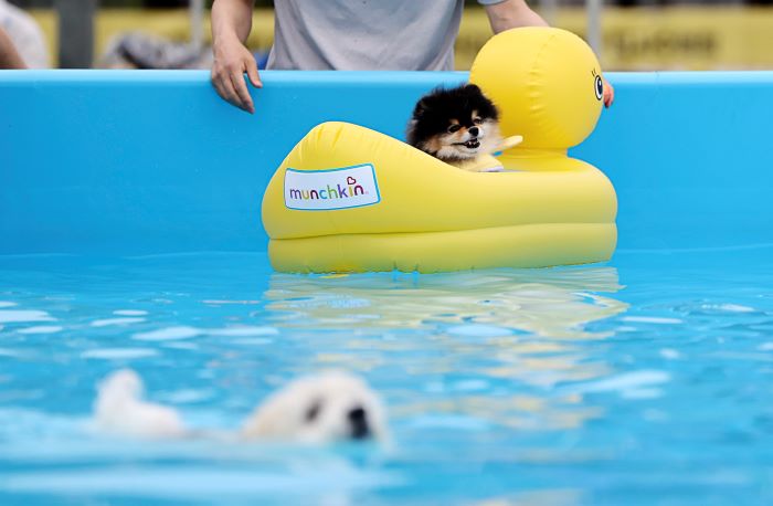 public dog pool_0e03