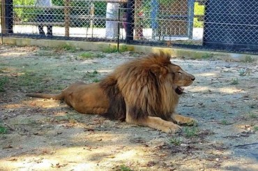 Rescued ‘Rib Lion’ Thriving in New Home at Cheongju Zoo