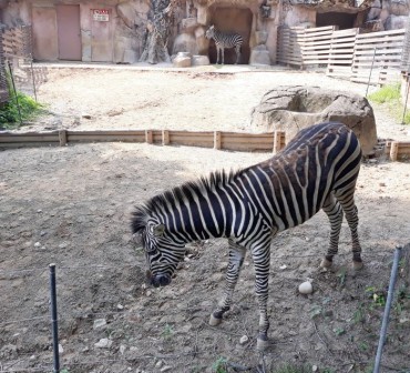 Diseases and Accidents Account for Half of Animal Fatalities at Seoul Zoo