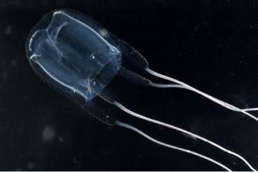 Jellyfish Toxin Yields Breakthrough in Dementia Research