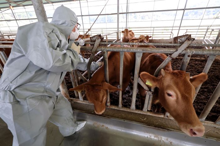 South Korea Achieves 82% Vaccination Rate for Cattle in Response to LSD Outbreaks