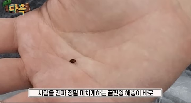 Bedbug Infestation Shocks Incheon Sauna – YouTuber’s Alarming Discovery