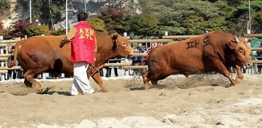Jeongeup Becomes First South Korean City to End Controversial Bullfighting Tournament