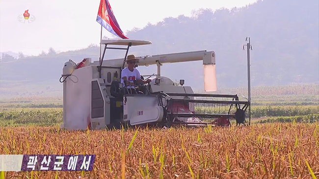 This image, captured from footage of North Korea's Korean Central Television on Sept. 3, 2023, shows a North Korean farmer harvesting rice in a county in North Pyongan Province. (Image courtesy of Yonhap)