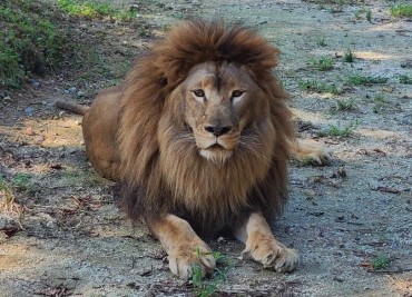 Emaciated ‘Ribbed Lion’ Finally Finds Companionship After 8 Years of Solitude