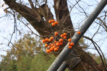 500-Year-Old Korean Persimmon Tree Delights Locals with 50 Fruitful Surprises