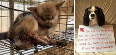 Korean Lucy Law Proposal Takes Aim at Inhumane Pet Breeding Practices, Echoing UK’s Success Against Puppy Mills