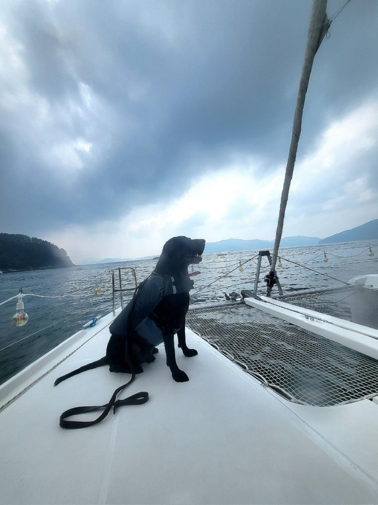 Rod, the retired narcotics dog, reminisces about his days as a narcotics dog on the deck of a boat.