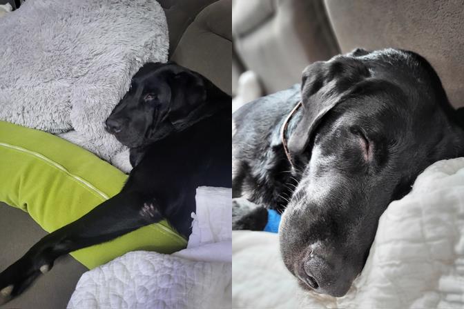 Rod, the retired drug detection dog, enjoys a relaxing nap at the home of the family who adopted him. 