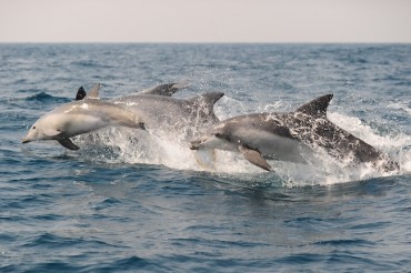 Jeju to Introduce ‘Eco Legal Person’ System for Southern Bottlenose Dolphins
