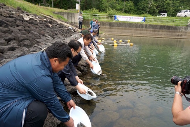 South Korea's recent initiative to combat invasive fish species using native species has been found largely ineffective. (Image courtesy of Cherwon County)