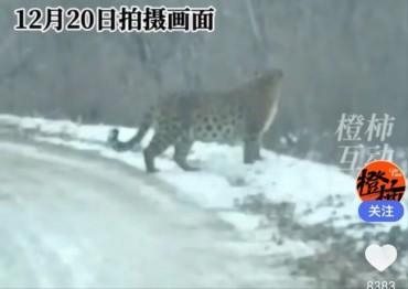Endangered Wild Leopard Killed by Amur Tiger in Northeast China